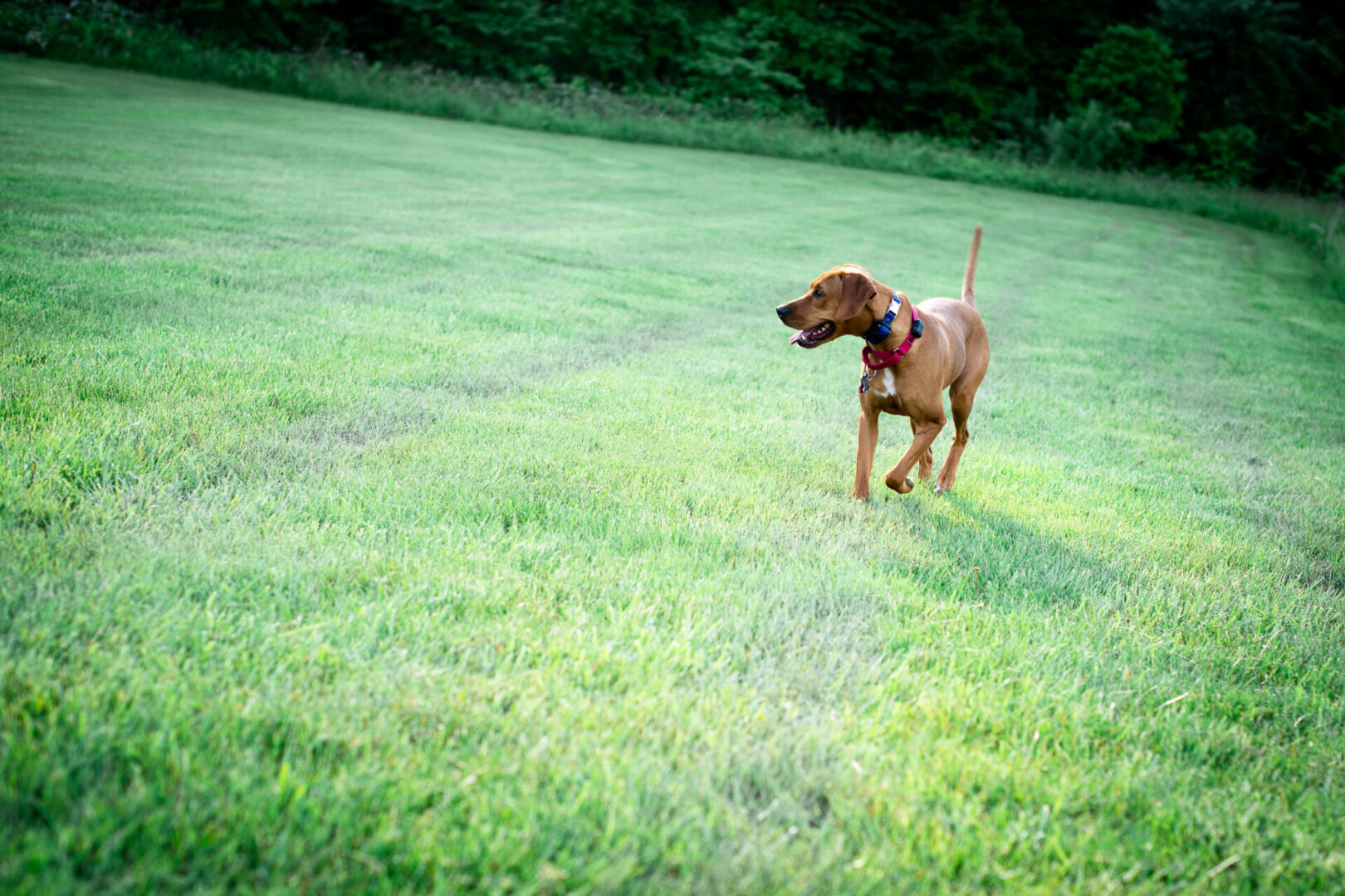 A Better Companion Dog Training